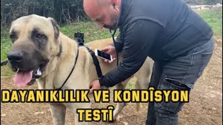 Hangisi Daha Güçlü? Who Is Stronger?