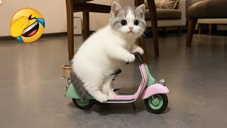 Intenta No Reír Los Gatos Y Perros Más Divertidos De Todos Los Tiempos Parte 11