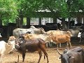 Mating Ongole Bull Powerful Doing 8 Times In 15 Minutes images Mating Ongole Bull Powerful Doing 8 Times In 15 Minutes