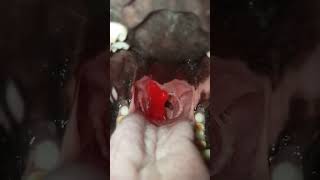 Husky Swallows Gummy Fish 1