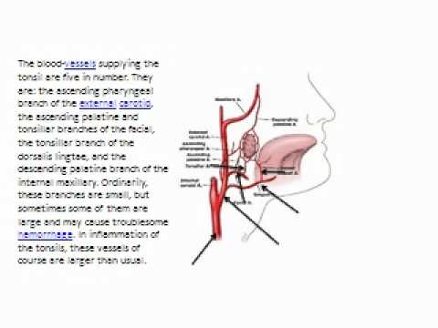 ent blood supply of tonsils flv youtube palatine tonsils