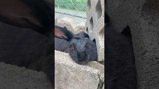 Cute Rabbit