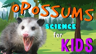 Opossums Science For Kids