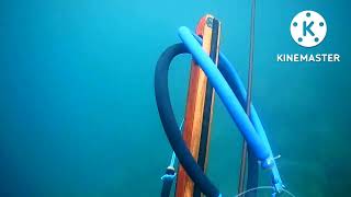 Spearfishing Di Spot Dangkal Spearo Pemula