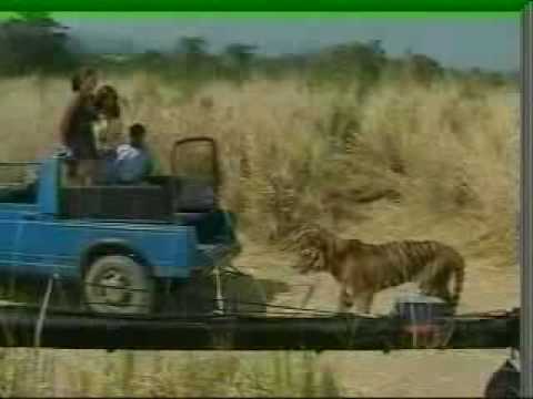 Hindi Tiger Attack While Filming(KAAL-DHAMAAL)