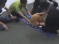 Tangkap Hantu Penanggal images Tangkap Hantu Penanggal