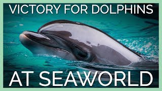 SeaWorld Trainers Will No Longer Stand on Dolphins’ Faces