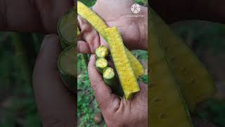 Tree Seed Kanikonna Amaltas