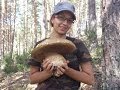 Boletus pinicola 2013 ( Boletus pinophilus, calabaza, onddo beltza, ceps, porcini, rosso ) la rioja