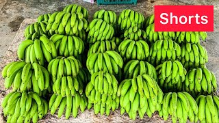 Shotrs-My Small Banana Garden Cutting Bananas From Trees - Thai Street Food - Foodiewave
