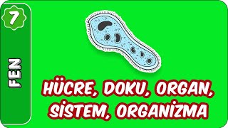 Hücre,Doku,Organ, Sistem, Organizma | 7. Sınıf Fen #evokul Kampı