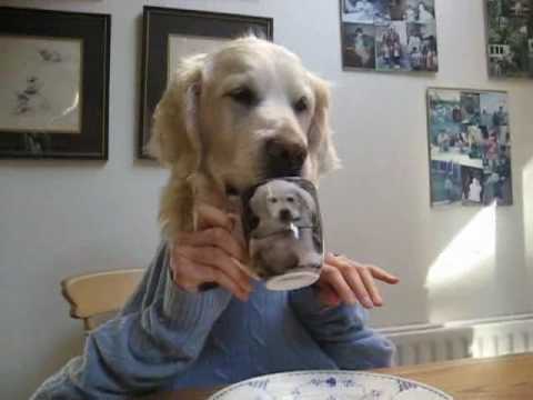 dog eating human