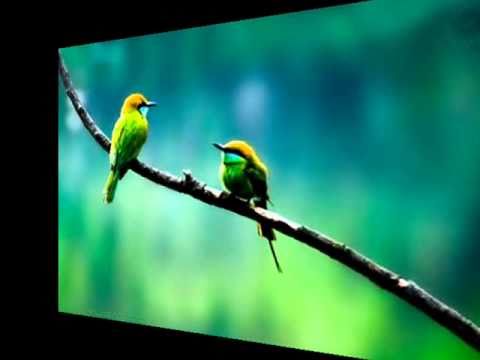 Dil Reh Gaya Hamara - Chandan Das