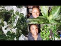 I'm A Plant Lady! | Houseplant Collection 2020 | Can I join the plant community?