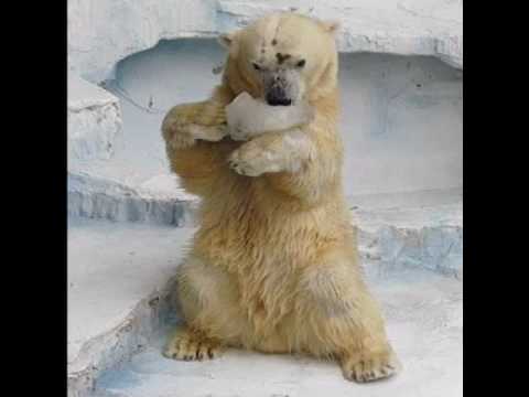 プチ氷　（天王寺動物園のゴーゴ）