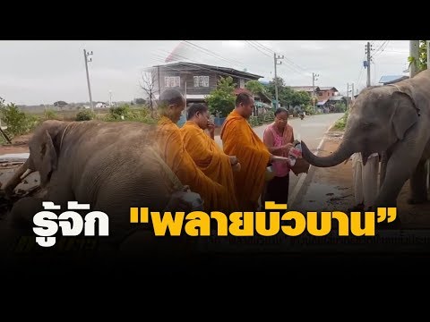 รู้จัก "พลายบัวบาน” ช้างน้อยใส่บาตรขวัญใจคนทั้งประเทศ