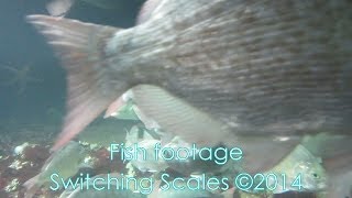 Watch An Emotional Fish Other Planet Girl video