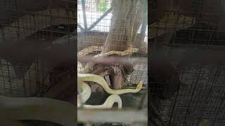 Milas Snake