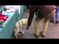 How to train a puppy - puppy training - socialisation - labrador puppy - train a labrador puppy