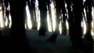 Watch Agalloch The Wilderness video