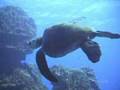 Underwater+Rapanui+Buceo+Isla+de+Pascua+Chile+%28Parte+2%29