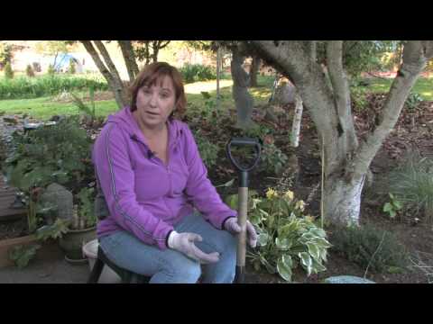 Plant Care & Gardening : When Is the Best Time to Transplant Hostas?