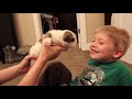 Cute English Bulldog Puppy Kisses Little Boy