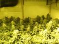 Growing Marijuana by Limbo following UPDATE WEEK 7 default Growing Marijuana by Limbo following UPDATE WEEK 7