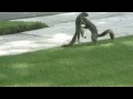 Squirrel Sex HD Video