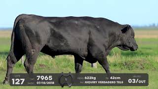 LOTE 127 - TOUROS ANGUS - LEILÃO SÃO BIBIANO 2021