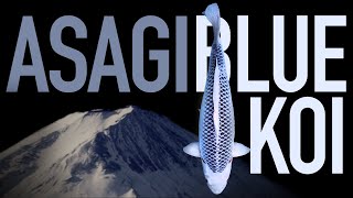 Asagi Blue Koi