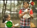indian pigeon