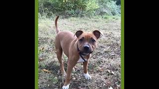 Nala , Ma Staffie, 3 Mois 21 Jours, 27092018