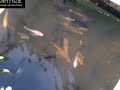 Cara Budidaya Ikan Nila Putih Di Kolam Terpal images Cara Budidaya Ikan Nila Putih Di Kolam Terpal
