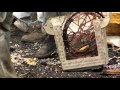 Terra Blight (Official Trailer)