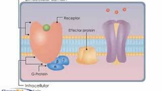 Steroid hormone receptor animation