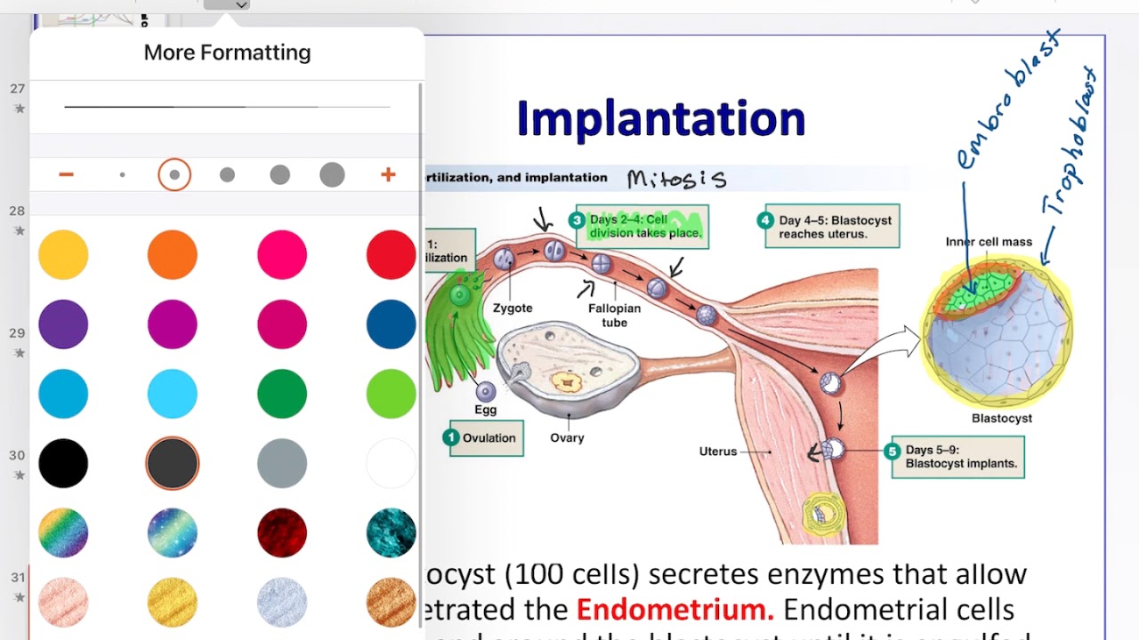 Implantation promotes orgasm