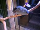 Talking Lineolated Parakeet, Leo the Linnie talks!!