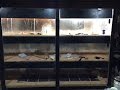 Download New Lithop Indoor Setup Build Part 2 Almost Done New Lithop Indoor Setup Build Part 2 Almost Done