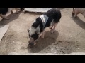 伊賀の里モクモク手づくりファームの豚さん