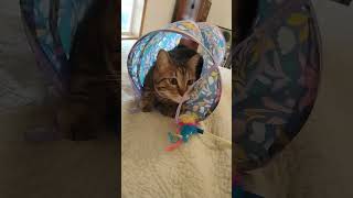 Kitty Party