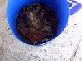 Memancing Kerapu Terbesar telan umpan GT 82kg
