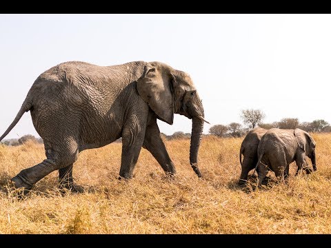 Chaminuka's Baby Elephants Meet Their New Mother, Kachele