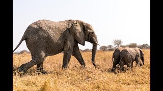 Chaminuka's Baby Elephants Meet Their New Mother, Kachele