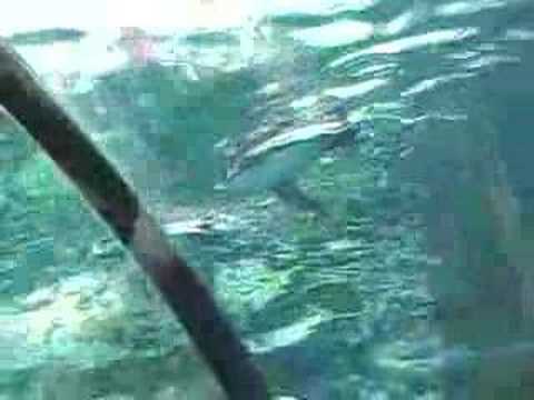 旭山動物園　水中でのペンギンは素早く泳ぐ