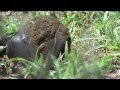 Funny Talking Animals - Walk On The Wild Side - Series 2, Episode 2 Preview - BBC One