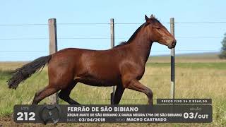 LOTE 212 - CAVALO CRIOULO (MACHOS) - LEILÃO SÃO BIBIANO 2021