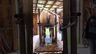 Horse Poop Alot