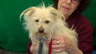 A4383185 Pancho Norfolk Terriercairn Terrier