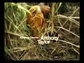 Makahiya At Talahib 1976 Tagalog Fullmovie
